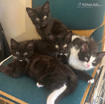 Gorgeous kittens for sale