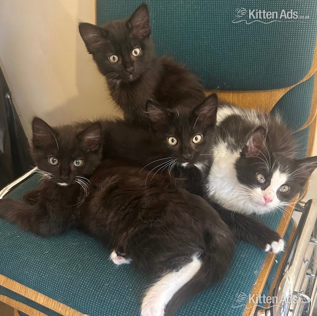 Gorgeous kittens for sale in {LOCATION}
