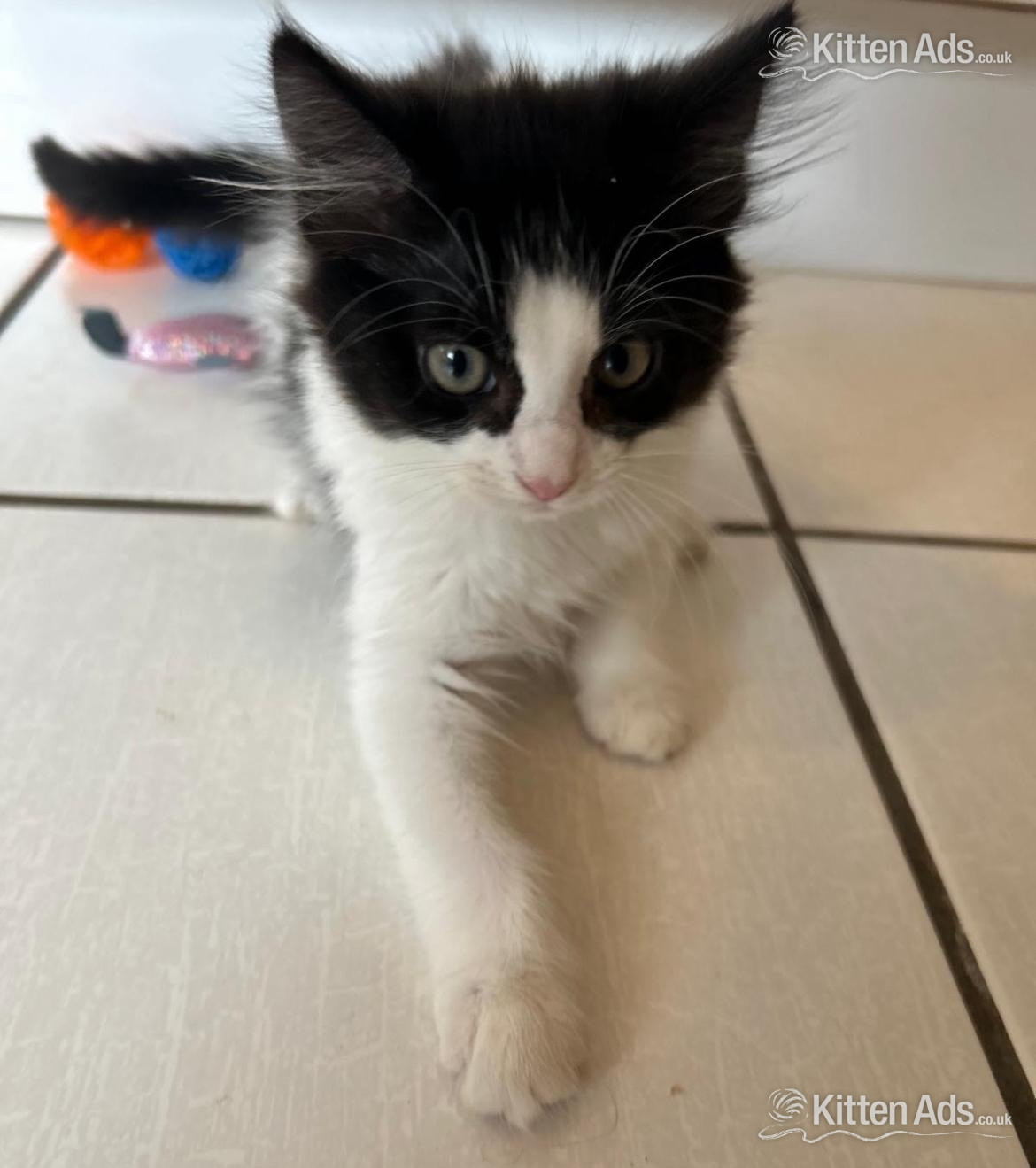 Gorgeous kittens for sale - 