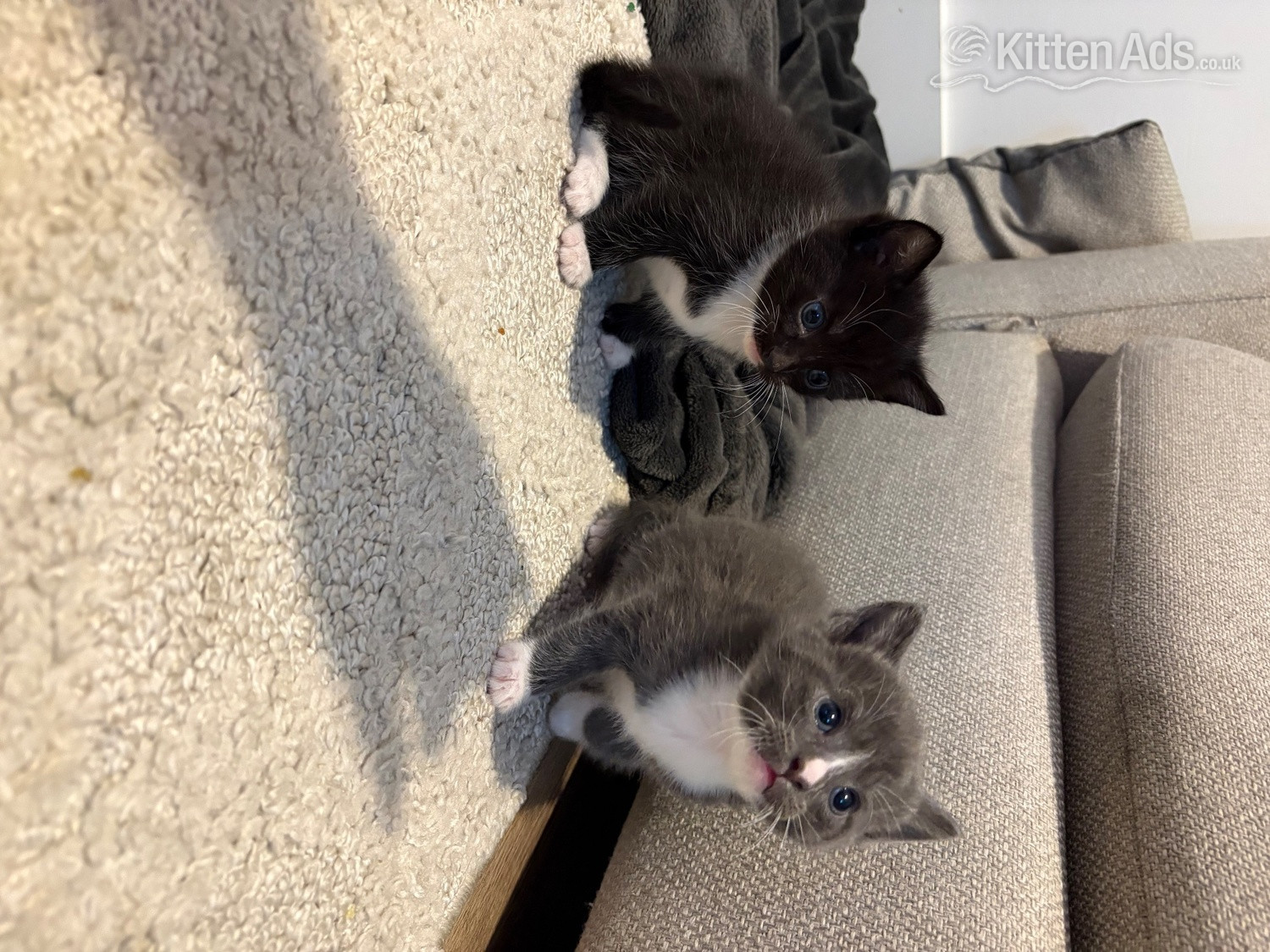 CUTE kittens for sale  in {LOCATION}