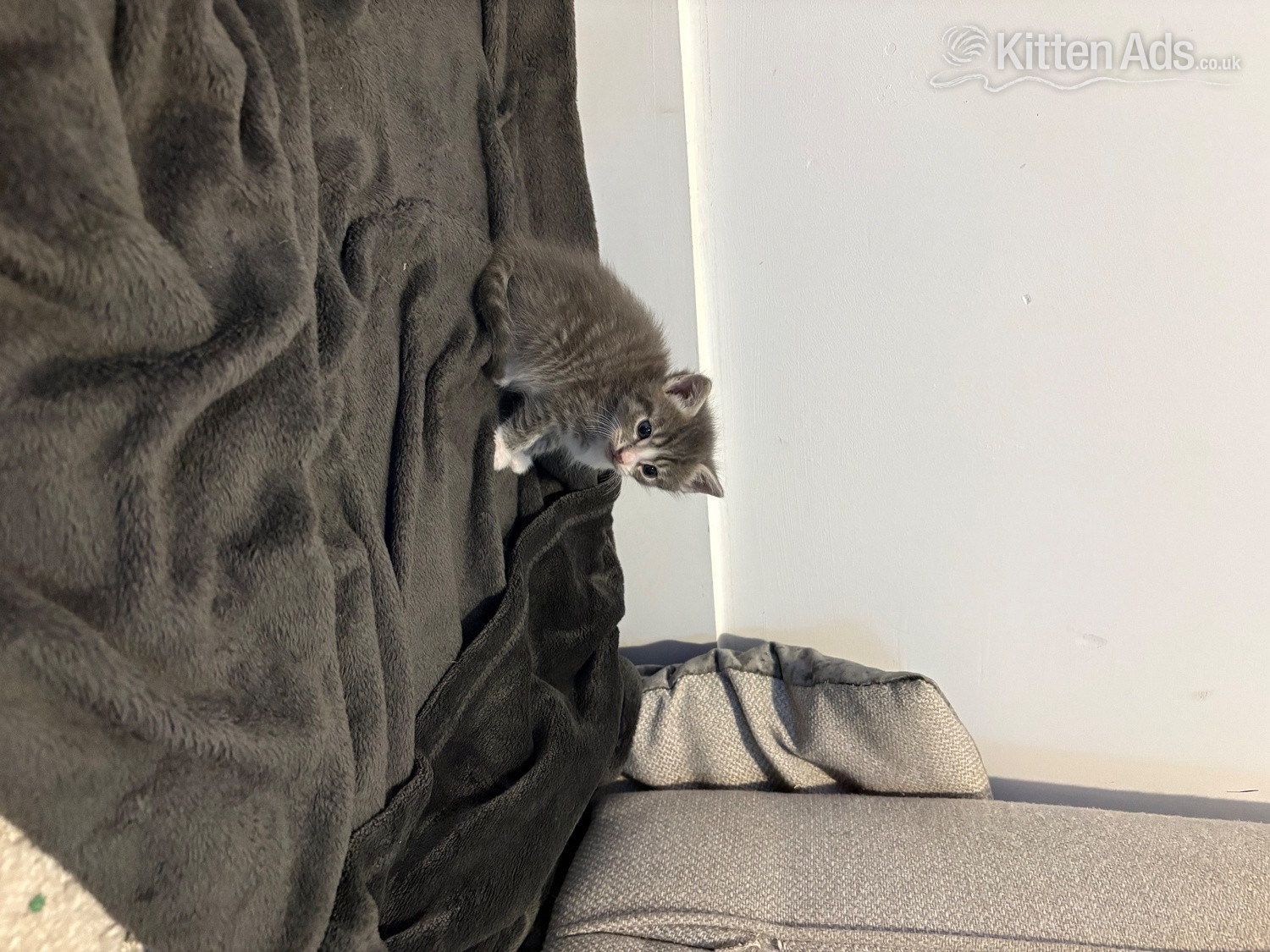  Cats and Kittens