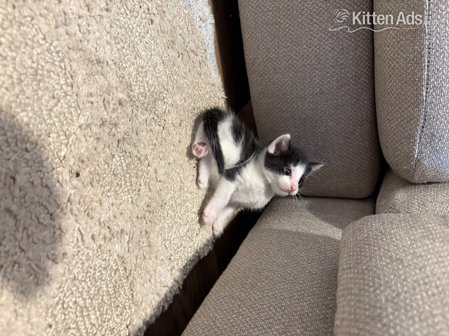  - CUTE kittens for sale 