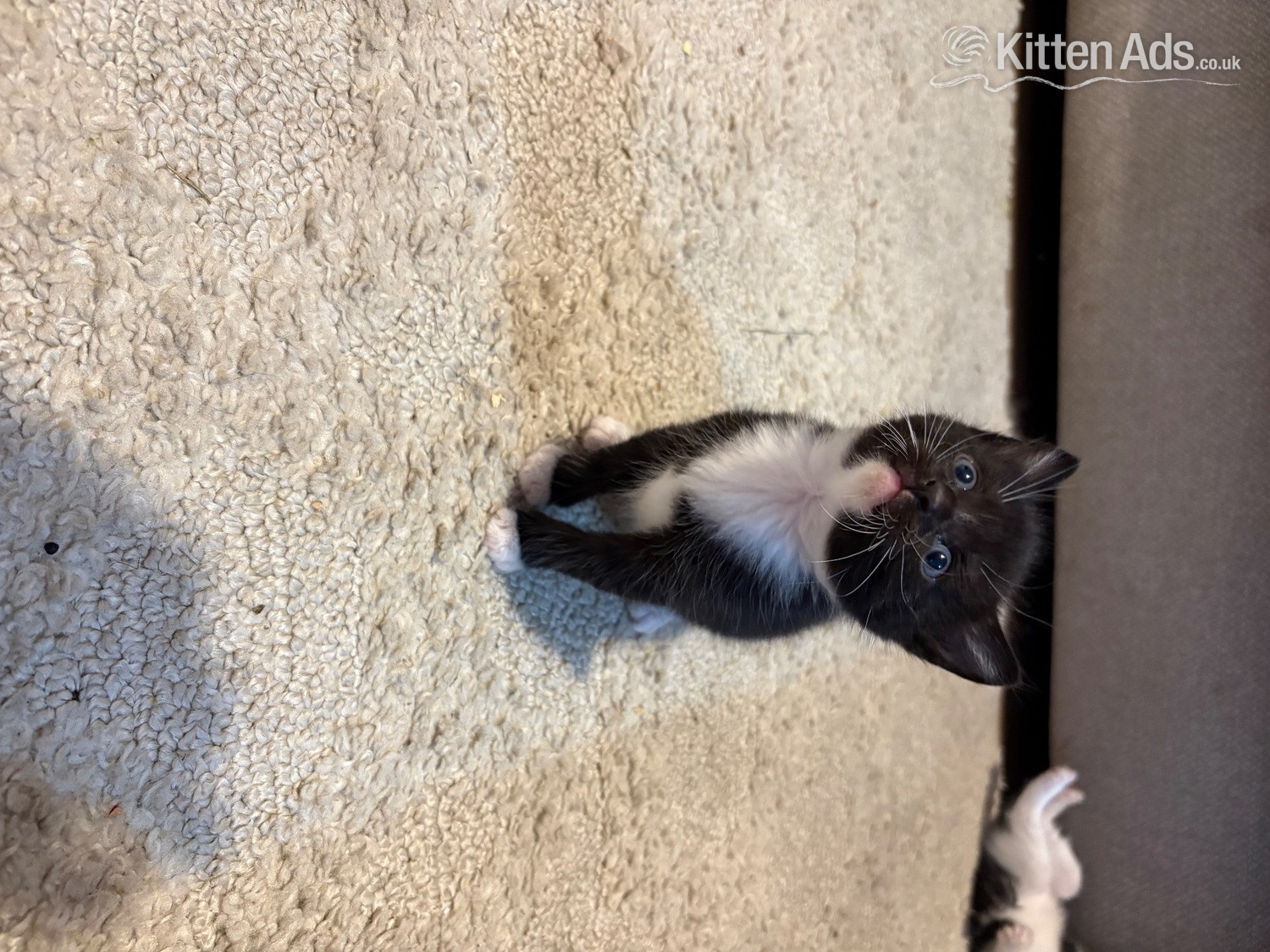 CUTE kittens for sale  - 