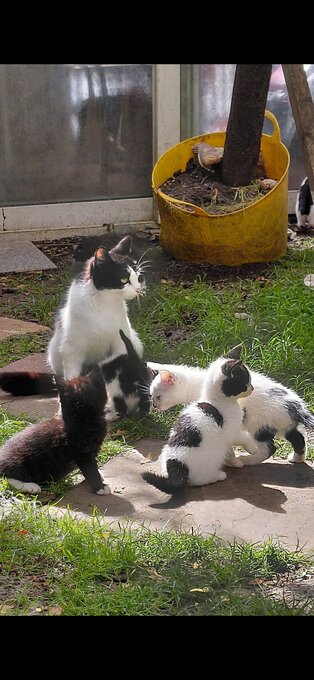Gorgeous kittens for sale 