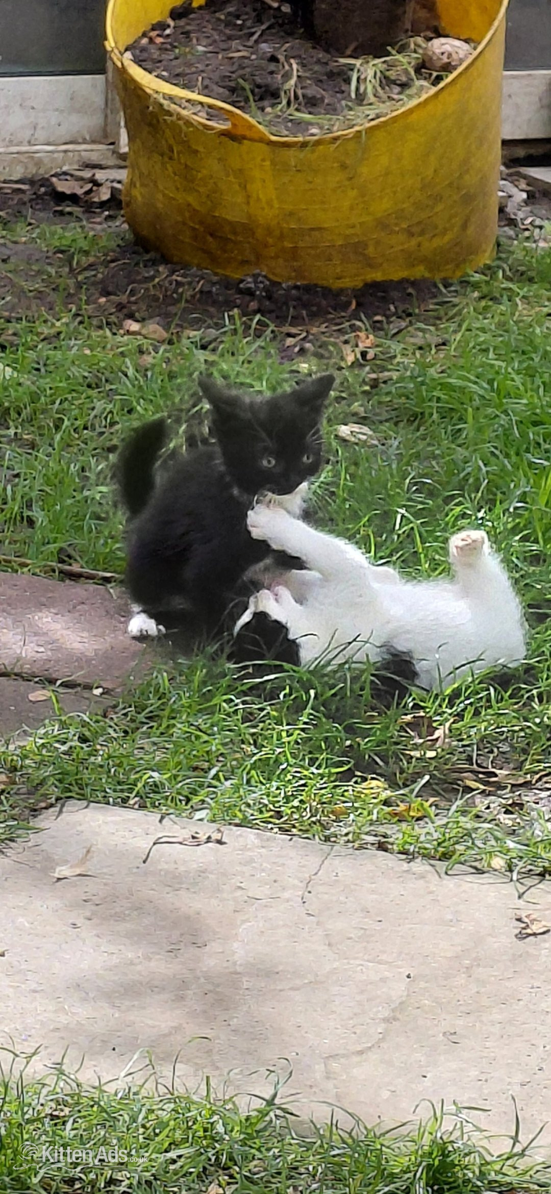  Cats and Kittens