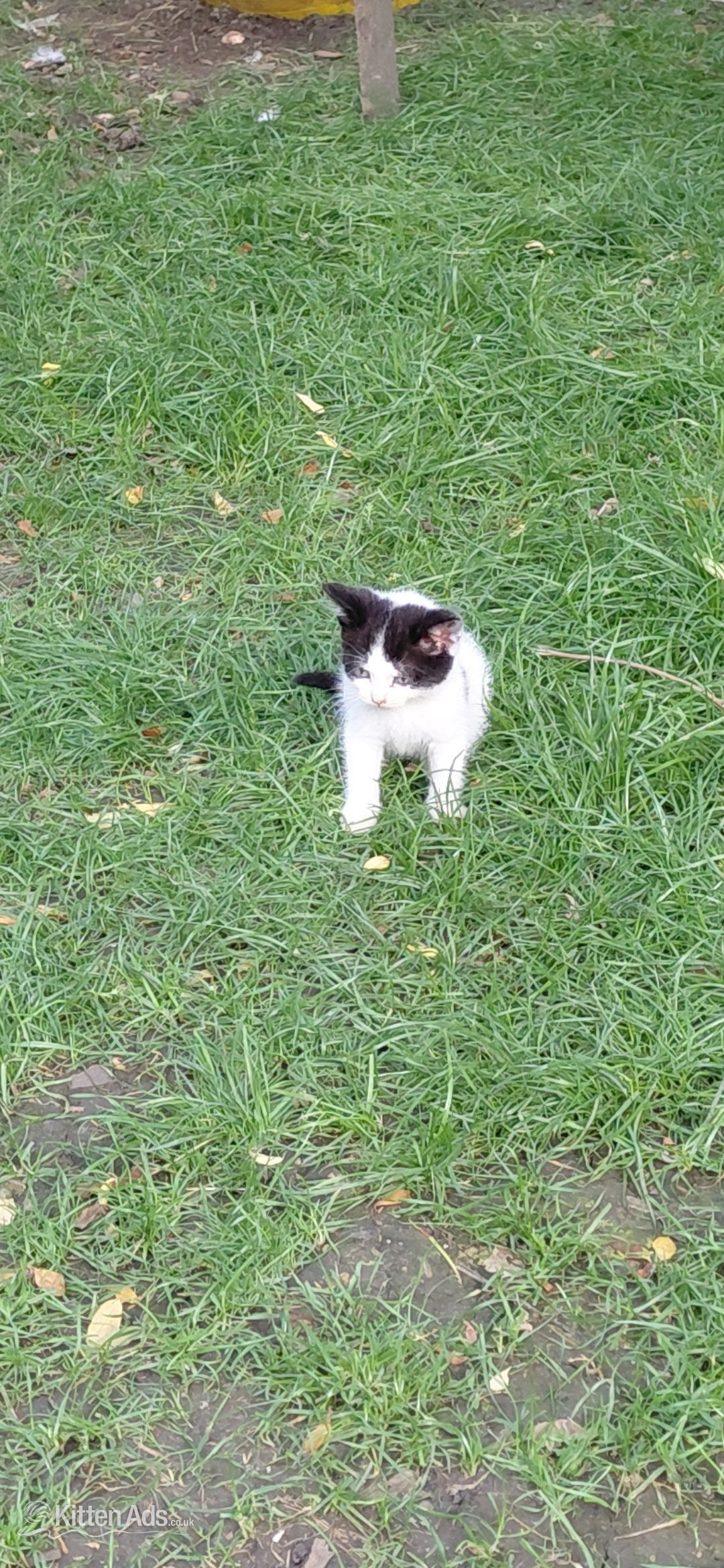  - Gorgeous kittens for sale 