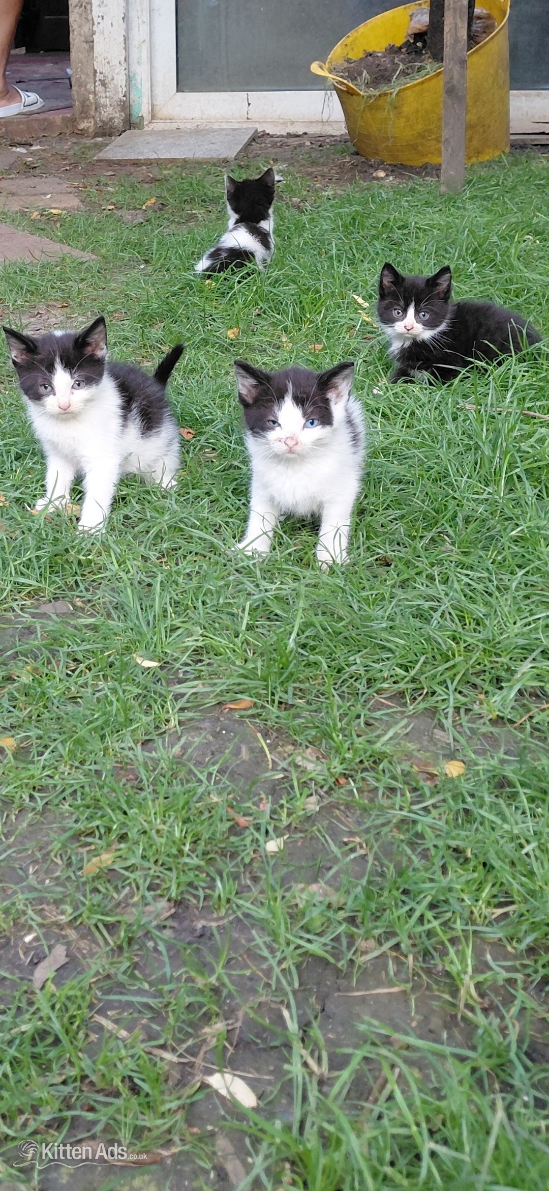 Gorgeous kittens for sale  - 
