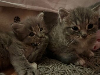 Kittens 8 weeks 