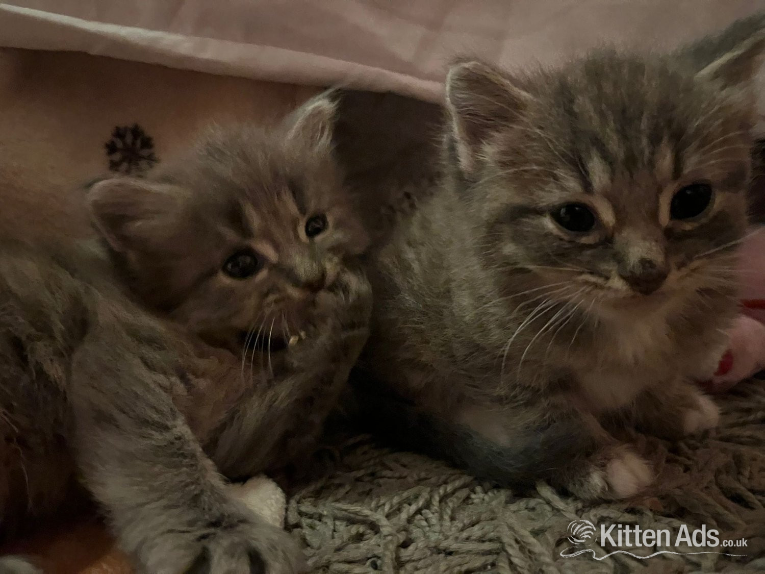 Kittens 8 weeks  in {LOCATION}