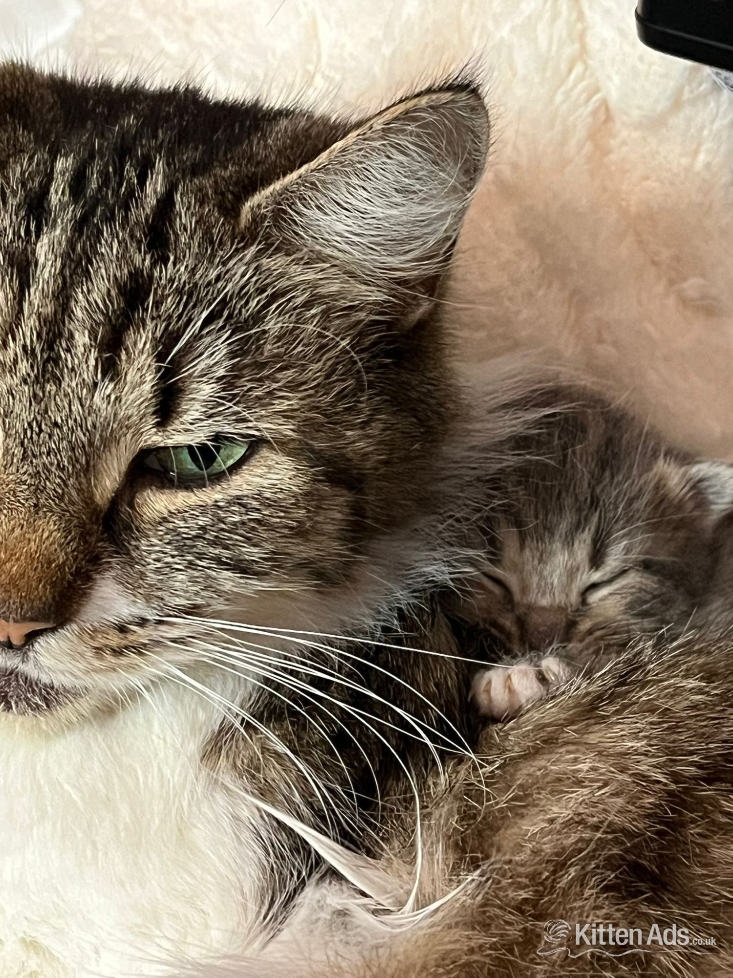 Kittens Wanted Cats and Kittens