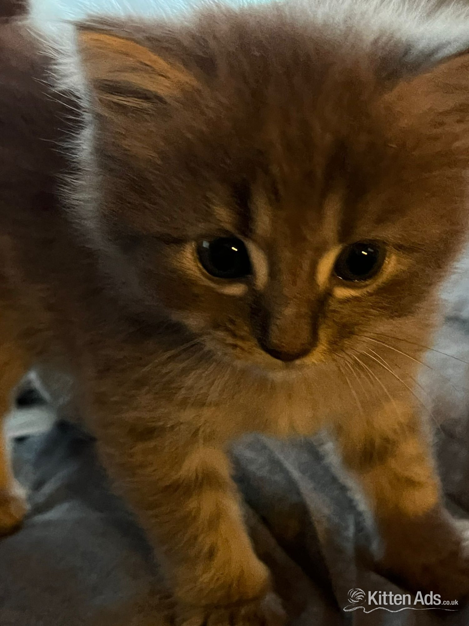 Kittens Wanted - Kittens 8 weeks 