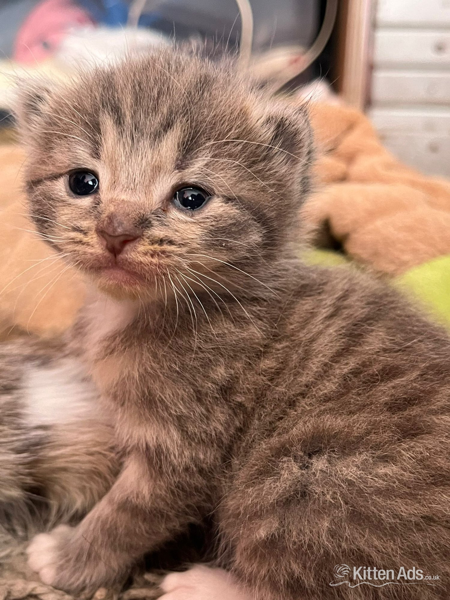 Kittens 8 weeks  - Kittens Wanted