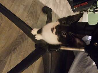Lovely Kittens for sale