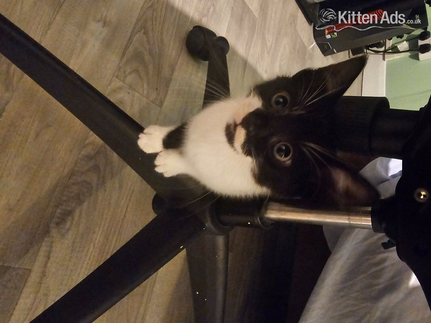 Lovely Kittens for sale in {LOCATION}