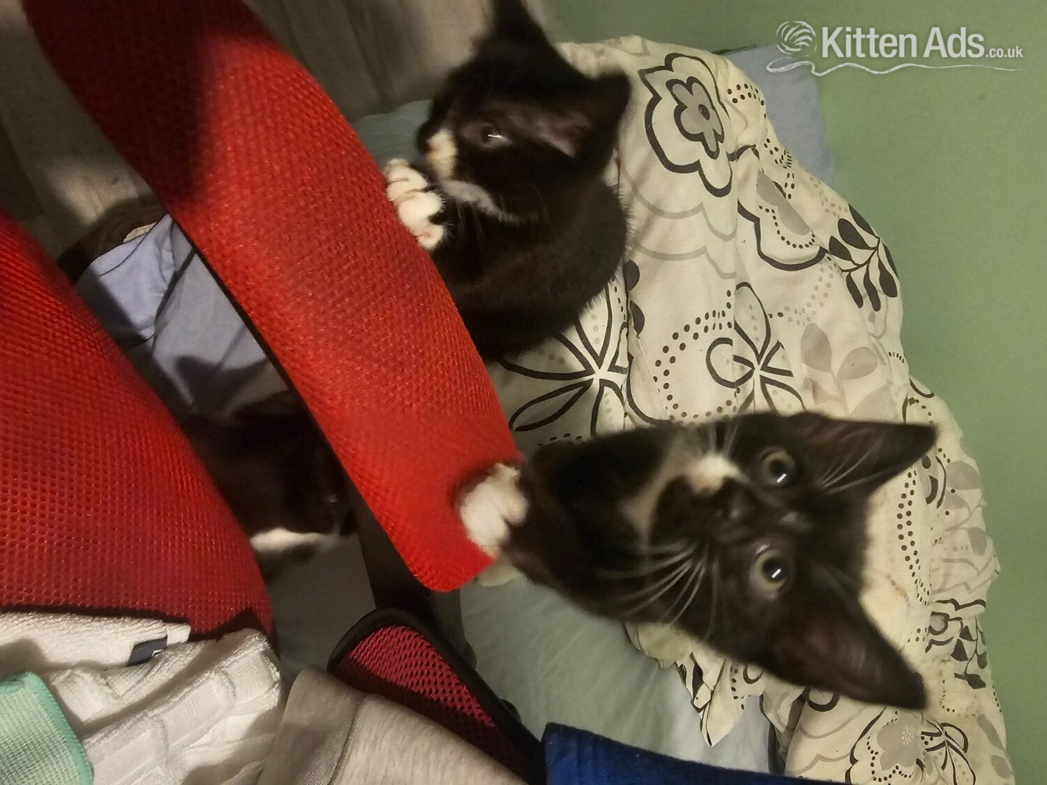  Cats and Kittens