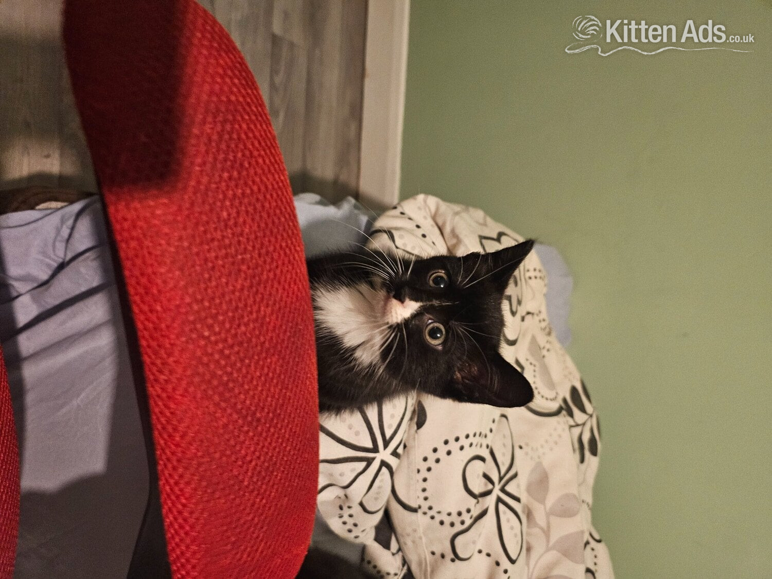  - Lovely Kittens for sale