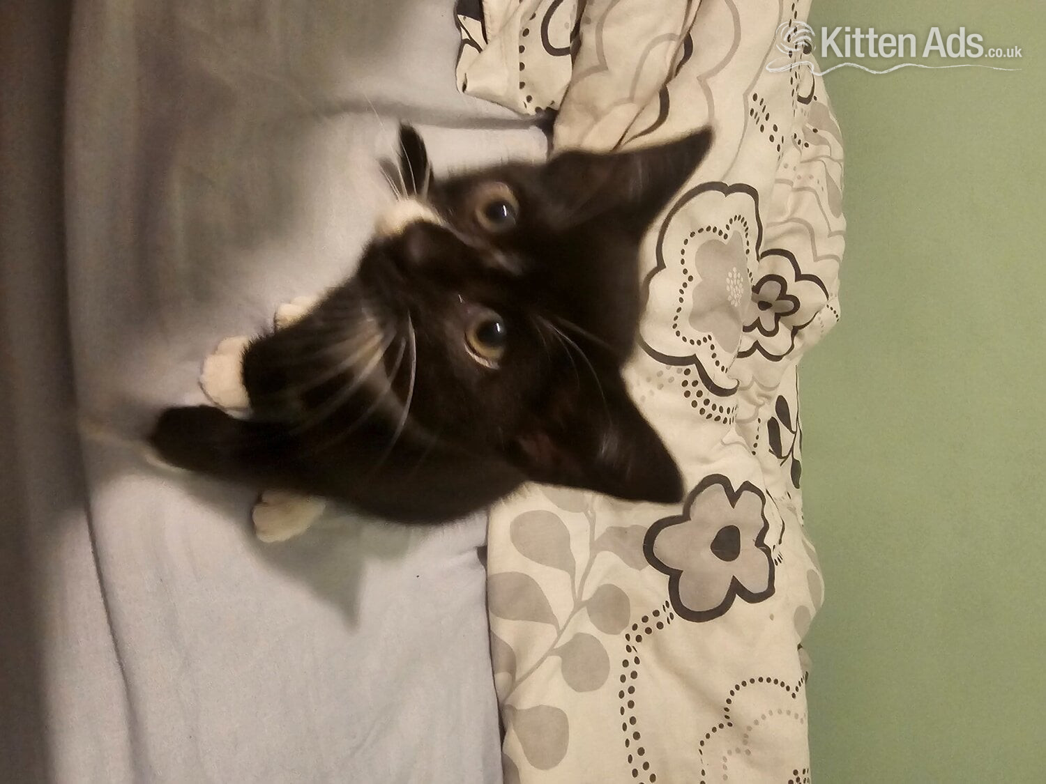 Lovely Kittens for sale - 