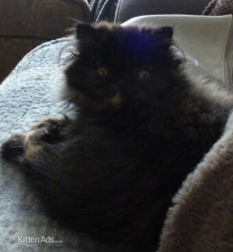 GCCF Registered Female Persian Kitten