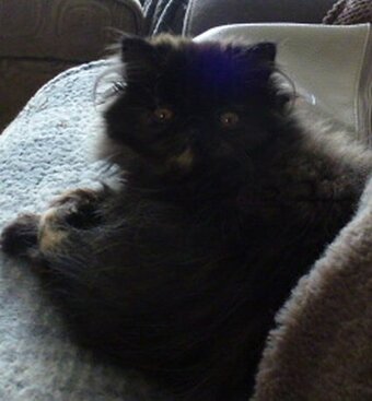 GCCF Registered Female Persian Kitten
