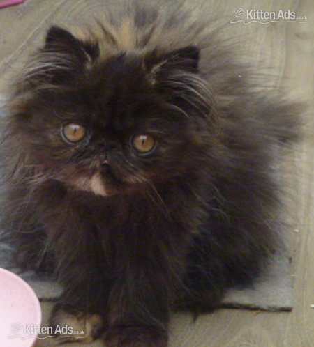  Cats and Kittens