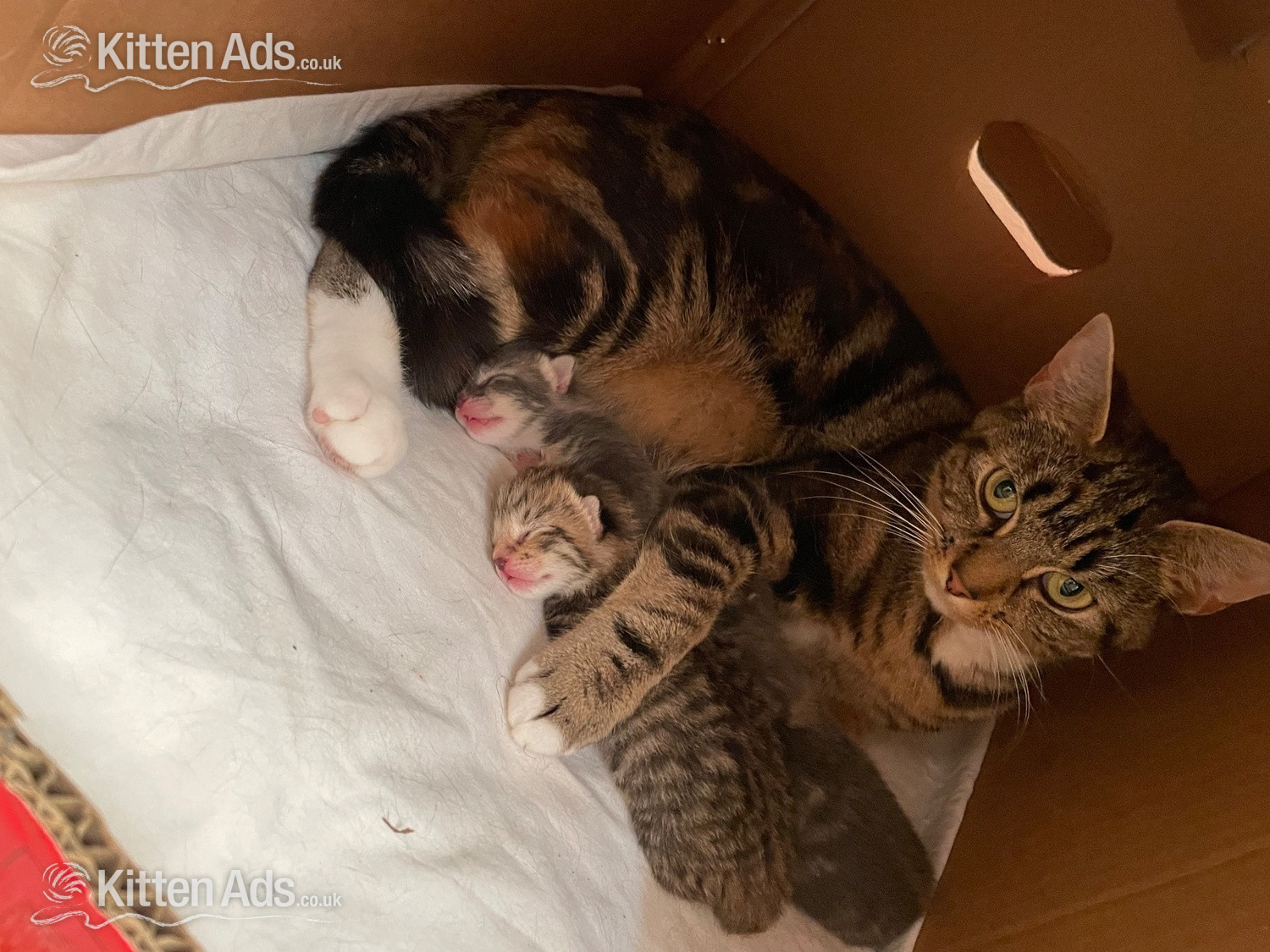  1 female Kitten in {LOCATION}
