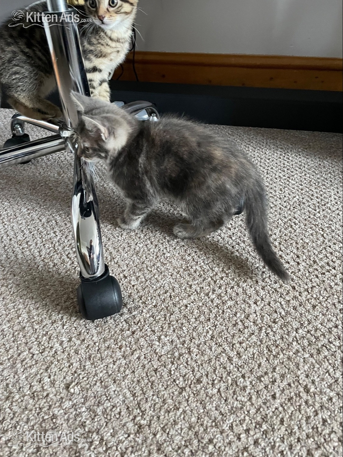  Cats and Kittens