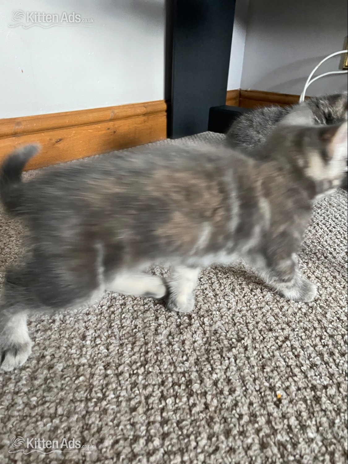  -  1 female Kitten
