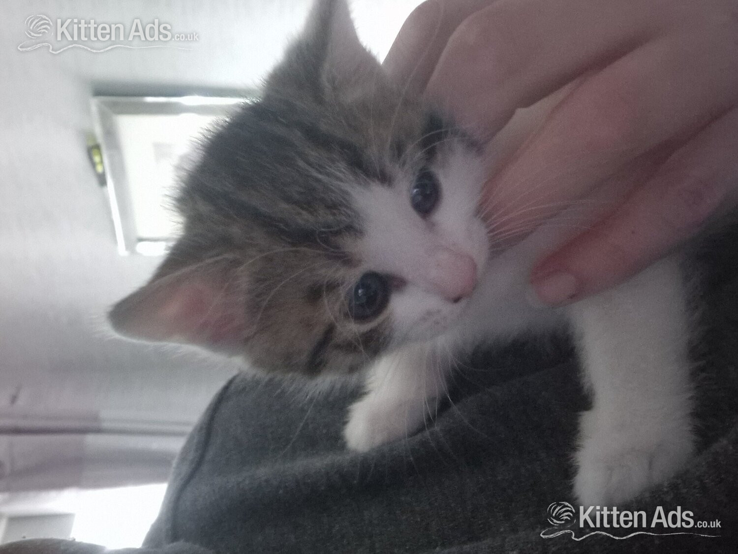Beautiful tabby white kittens and black and white with tabby mark in {LOCATION}