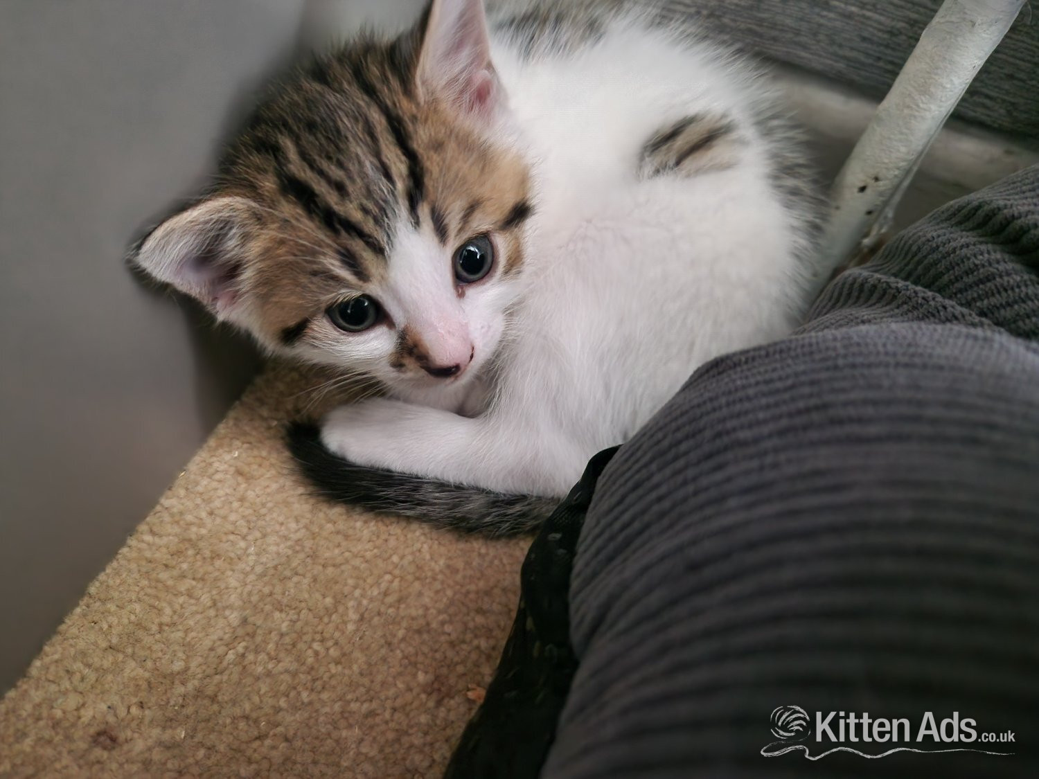 Beautiful tabby white kittens and black and white with tabby mark - 