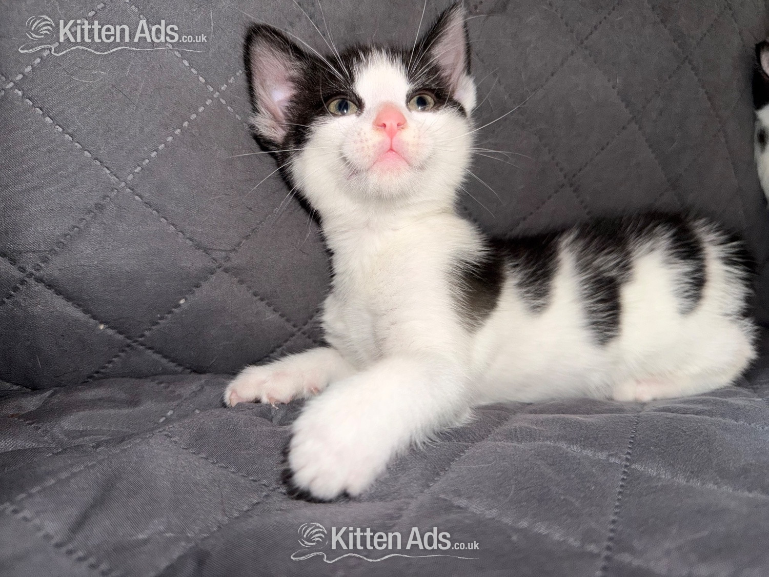  Cats and Kittens