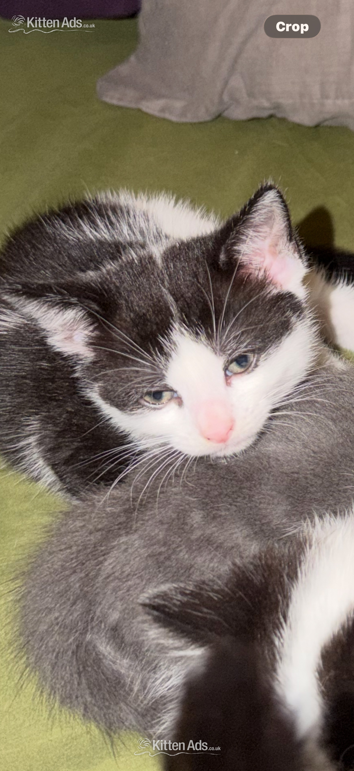  - 3 beautiful kittens ready 15th June 