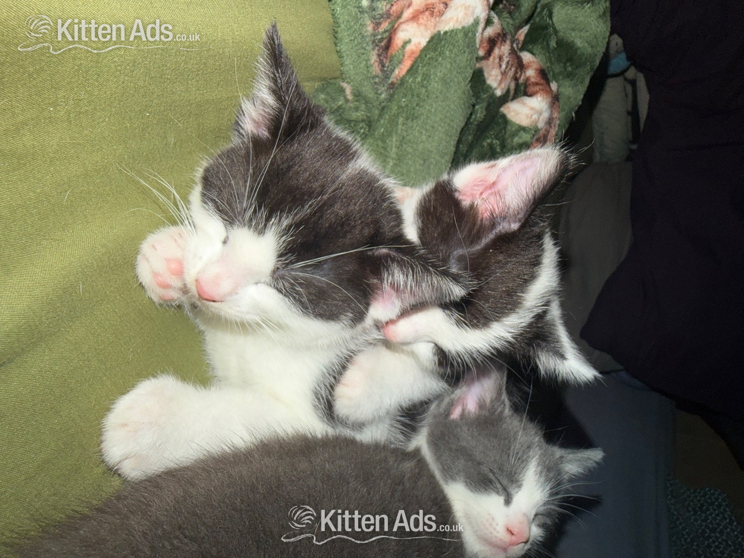 3 beautiful kittens ready 15th June  - 