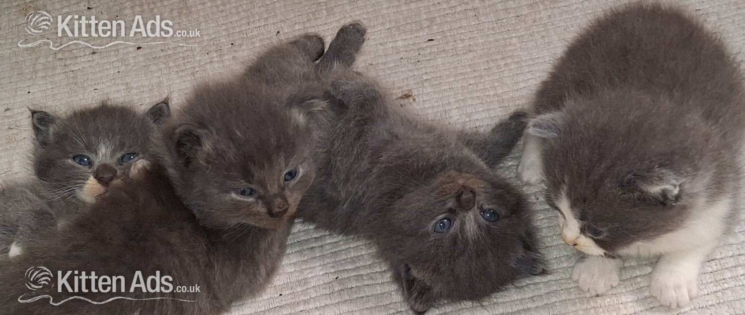 Longhaired British Shorthaired Blue ClC w Longhaired British Blue in {LOCATION}