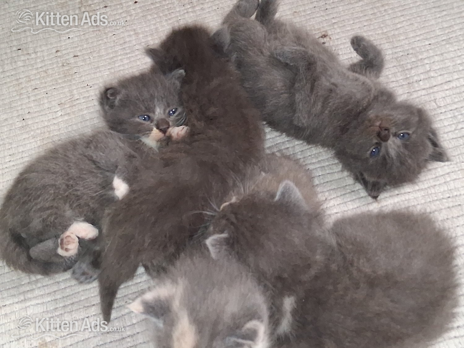 Longhaired British Shorthaired Blue ClC w Longhaired British Blue - 
