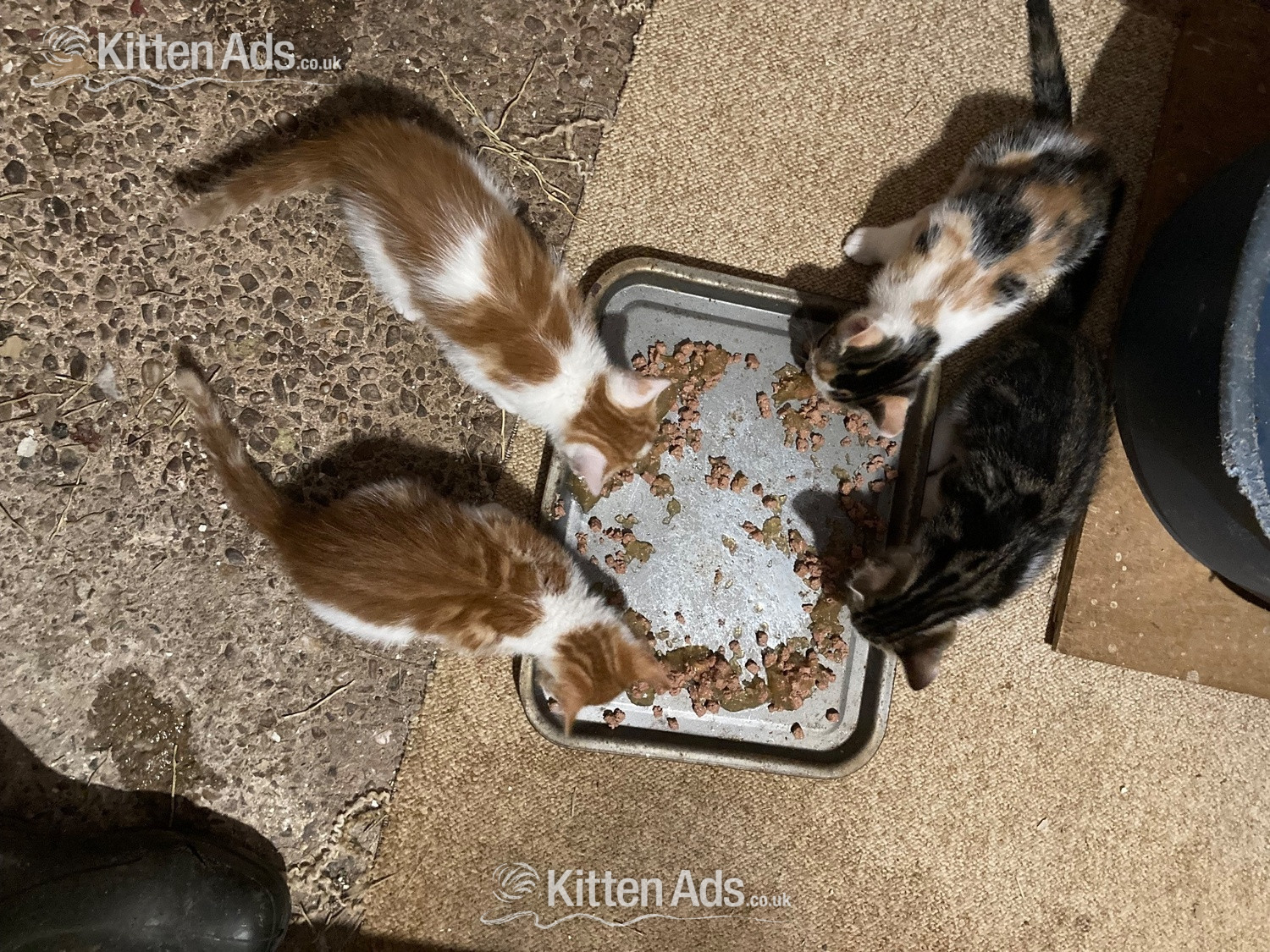 4 playful kittens for sale in {LOCATION}