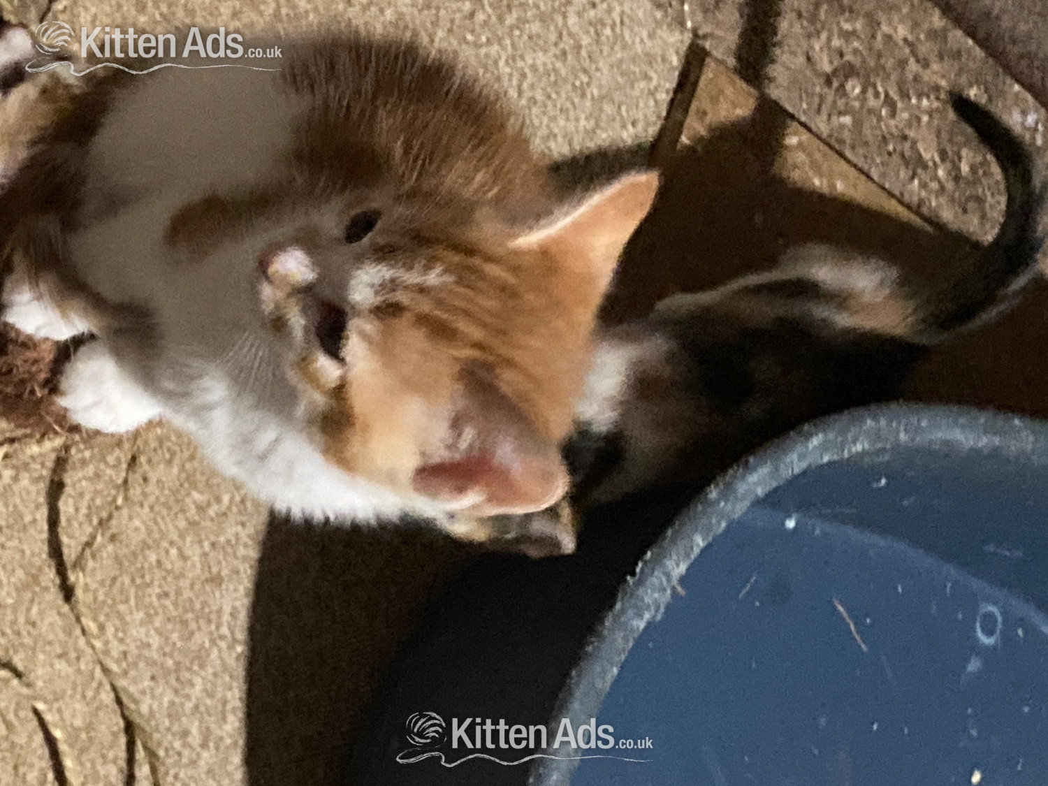  - 4 playful kittens for sale