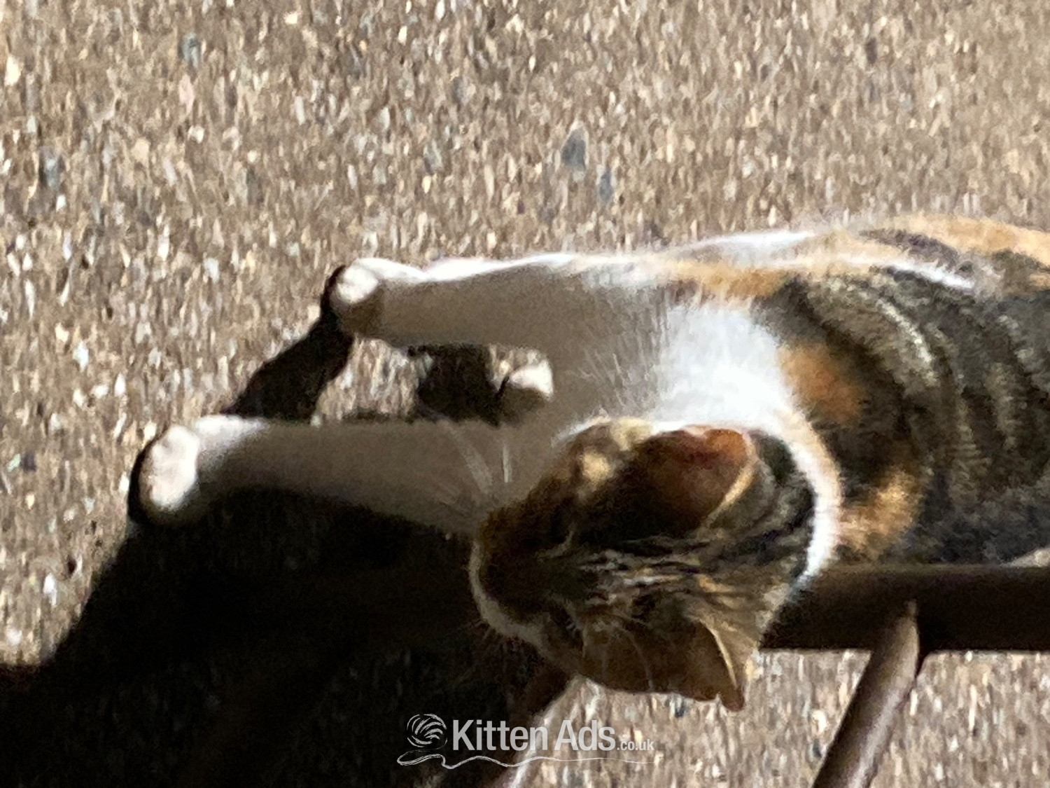 4 playful kittens for sale - 