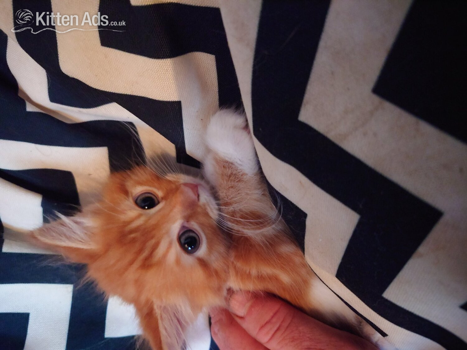 Fluff puff kitten in {LOCATION}