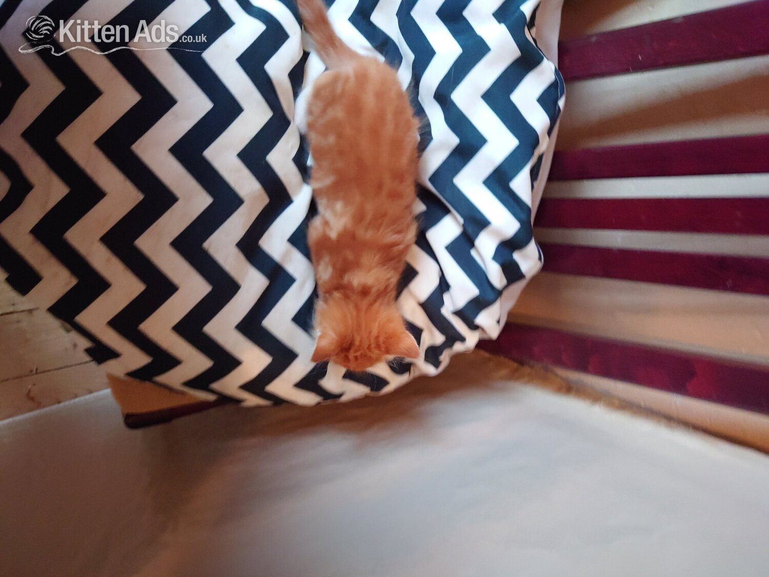 Ragdoll