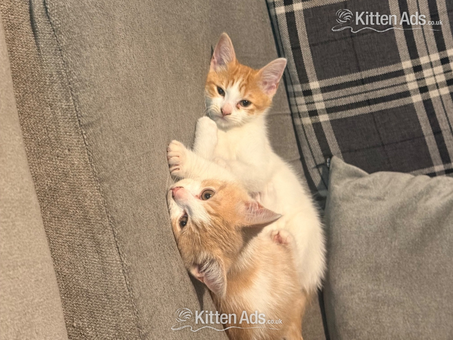 Mixed breed kittens ragdoll x shorthair  in {LOCATION}