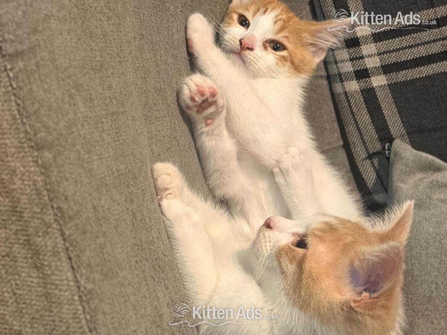  Cats and Kittens