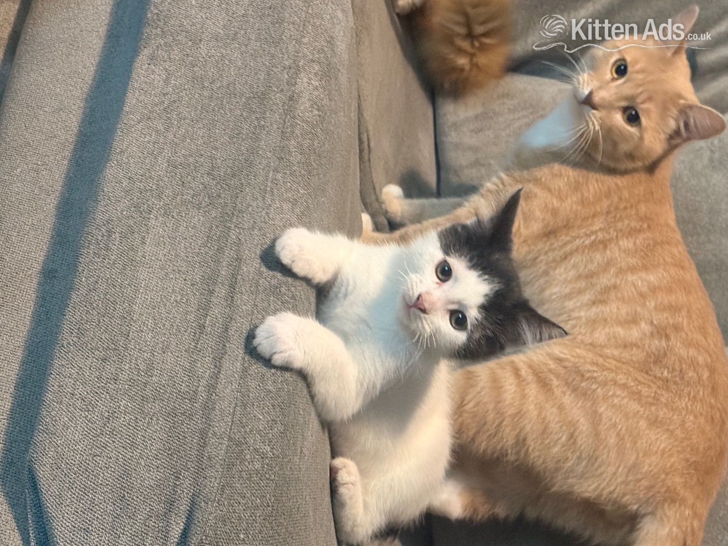 Mixed breed kittens ragdoll x shorthair  - 
