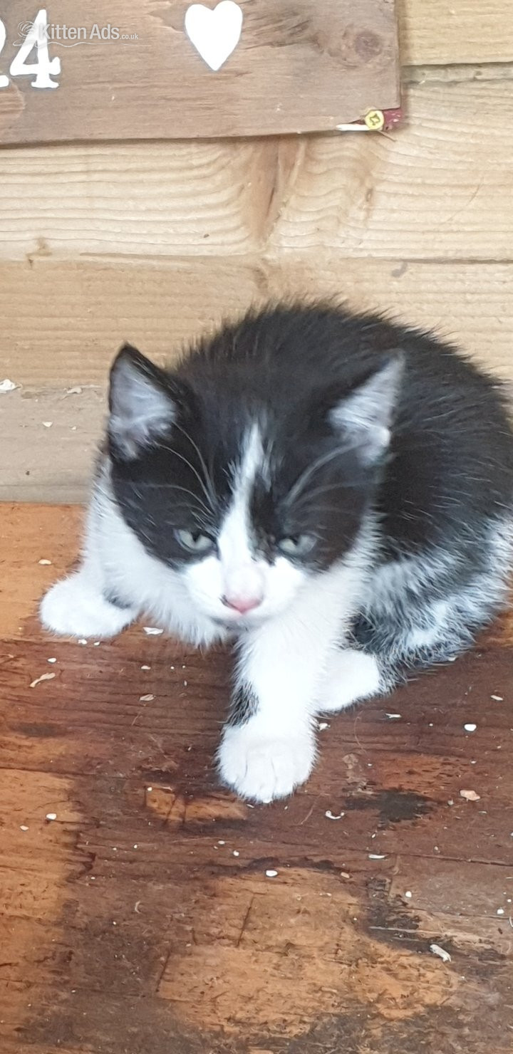 Russian blue cross male kitten in {LOCATION}