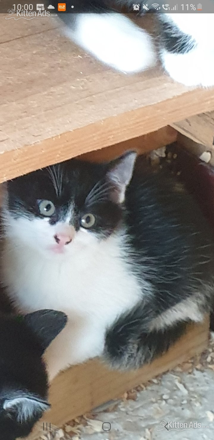  Cats and Kittens