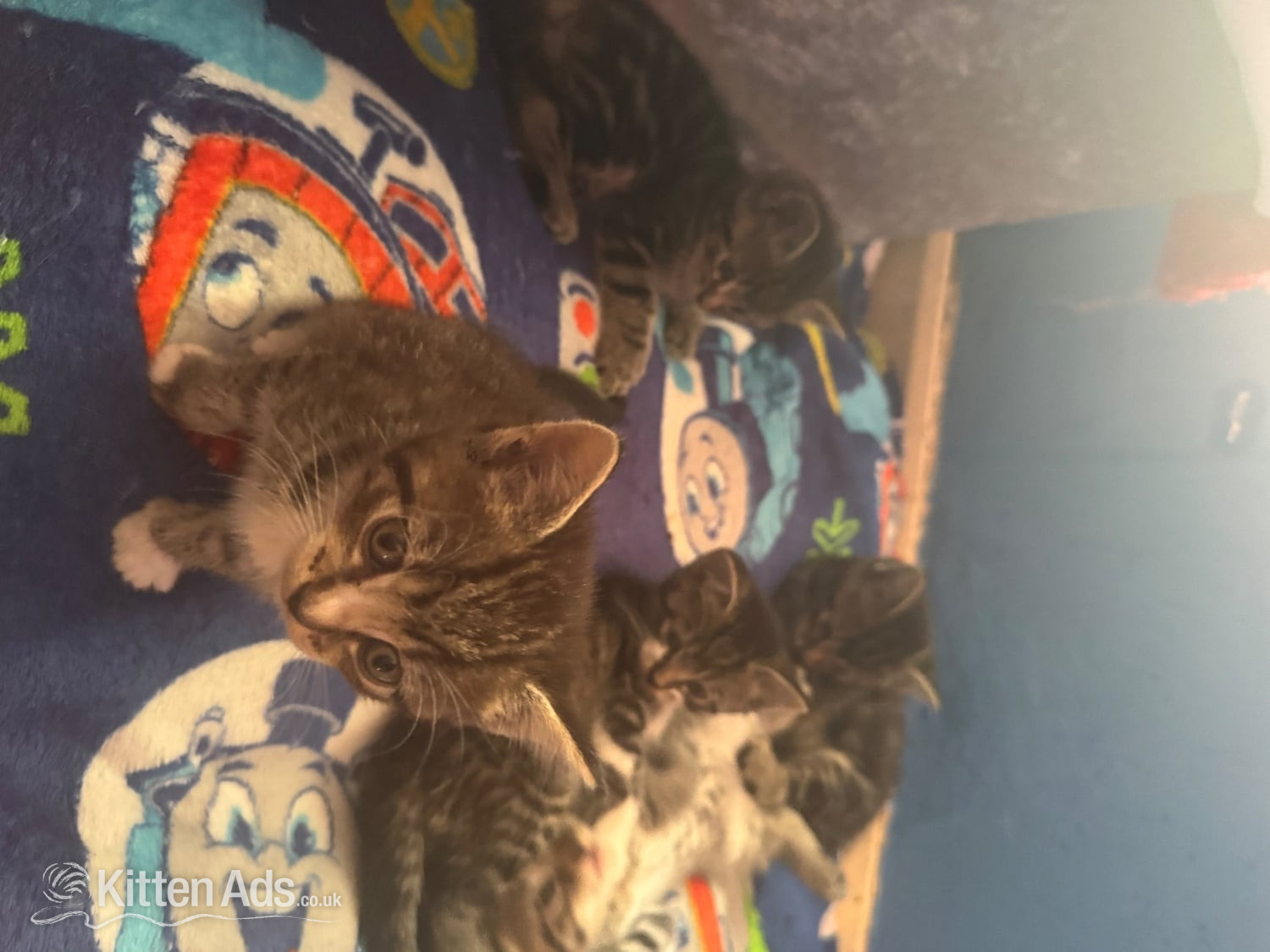 5 babies kittens 4 boys one girl their Mum is ia ragdoll and them dad is a tabby They will be ready to go on the 22nd of June. They are beautiful colour and very playful and friendly used to children and used to other animals or literature train and eat and drinking water i will be give them worming tablets and flea treatment as well be for them go to the lovely home u can see the mum and dad as well  in {LOCATION}