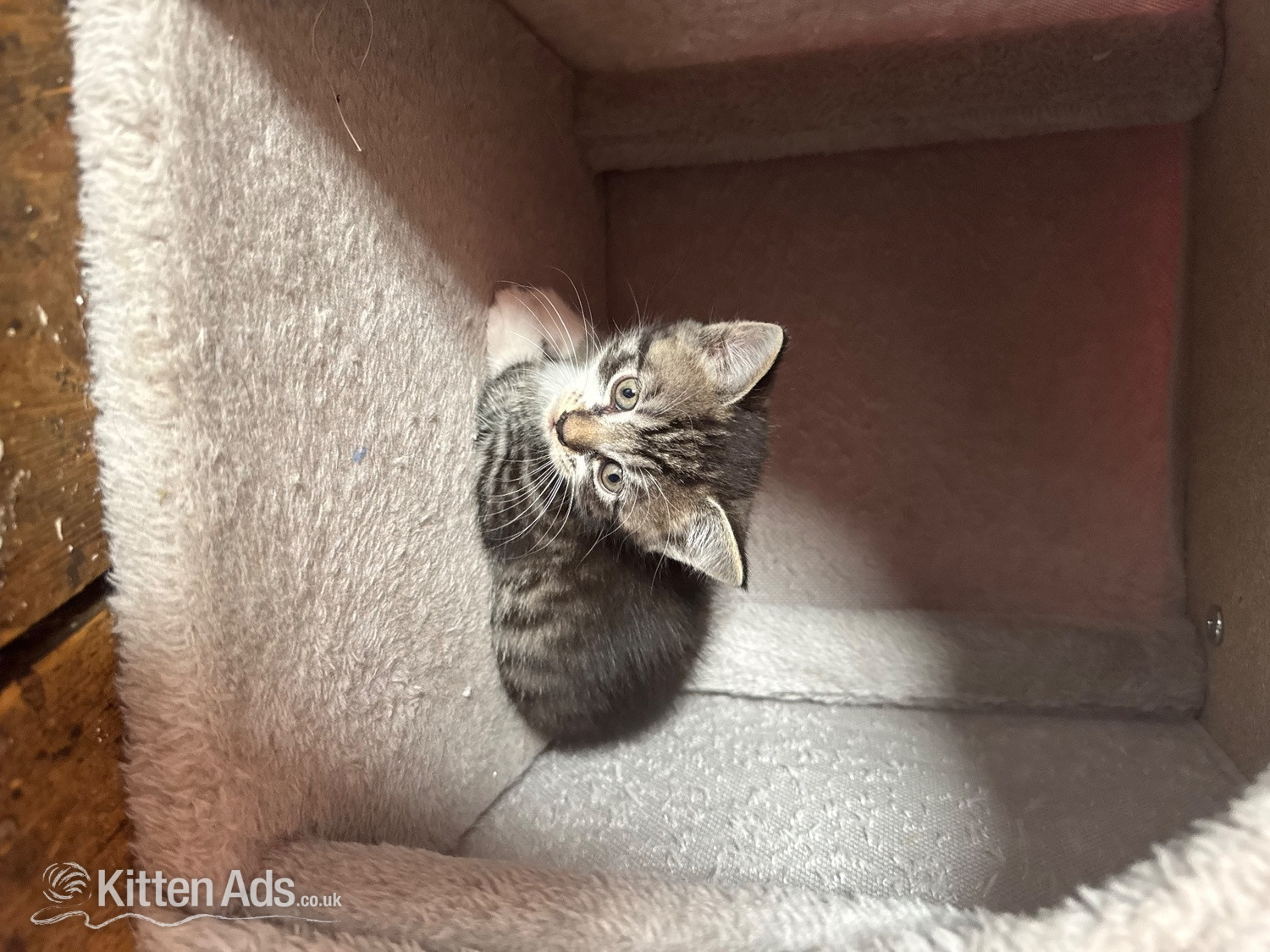  Cats and Kittens