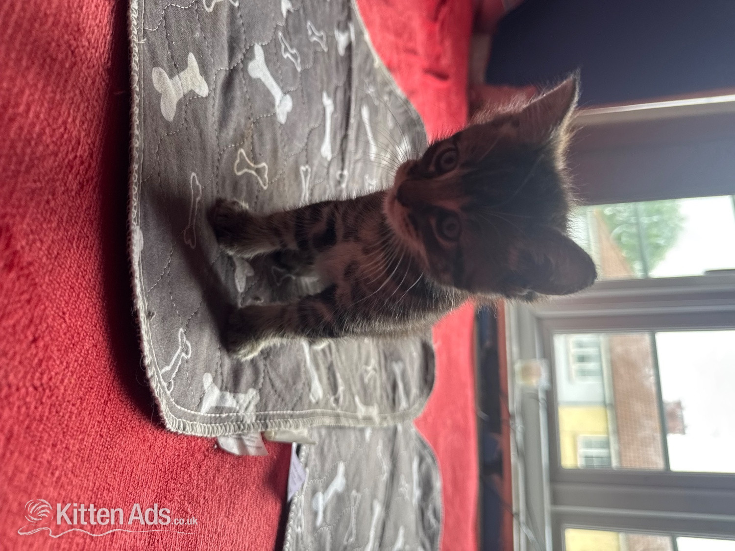  - 5 babies kittens 4 boys one girl their Mum is ia ragdoll and them dad is a tabby They will be ready to go on the 22nd of June. They are beautiful colour and very playful and friendly used to children and used to other animals or literature train and eat and drinking water i will be give them worming tablets and flea treatment as well be for them go to the lovely home u can see the mum and dad as well 