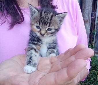 Beautiful friendly kittens 