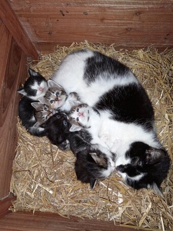 Beautiful friendly kittens 