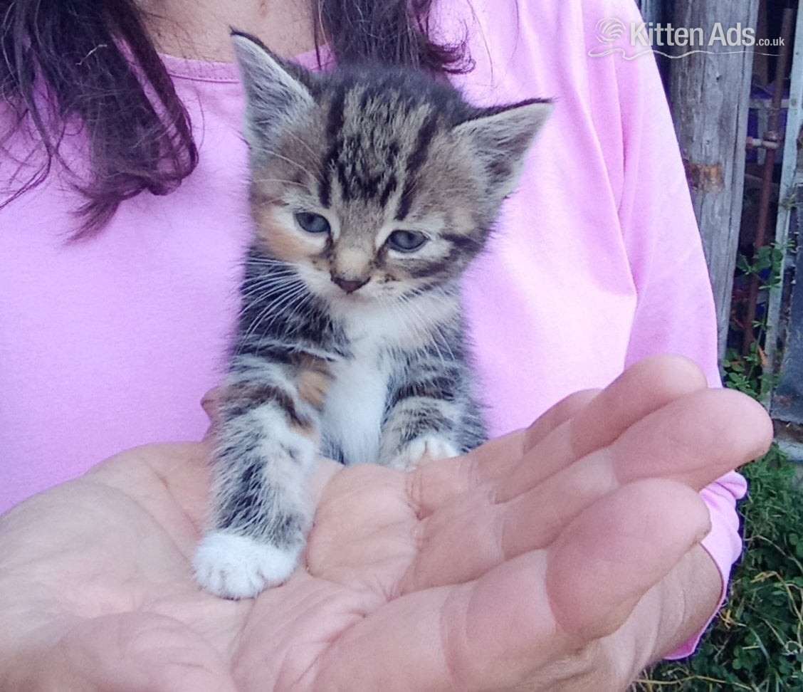 Beautiful friendly kittens  in {LOCATION}
